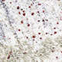 Kashmir White